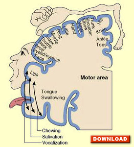 Brain motor cortex regions